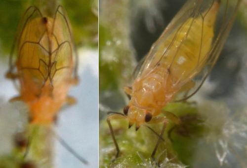 Trioza sp.